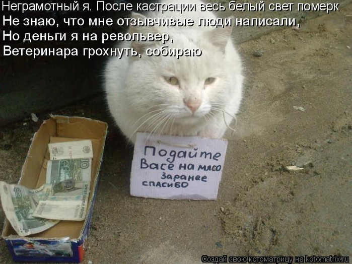 kotomatritsa_ZM (700x524, 344Kb)