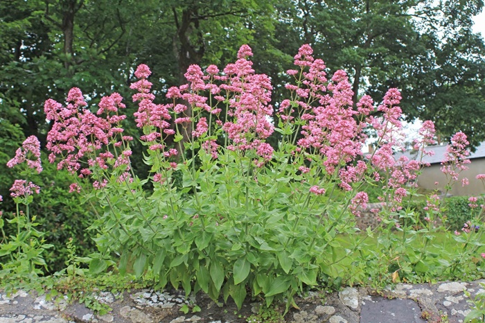 4920201_118__Valerian_St_Davids_Cathedral_Haverdfordwest_Wales_201706_05_1_ (700x466, 236Kb)