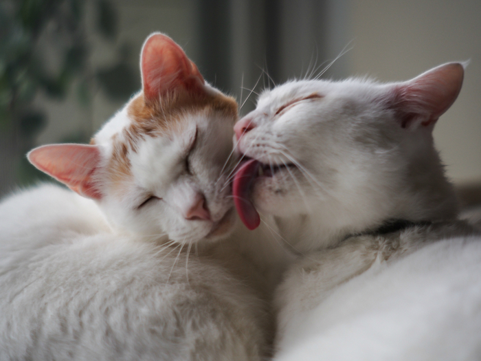 Animals___Cats_____White_cat_is_licking_another_cat_087971_ (700x525, 335Kb)