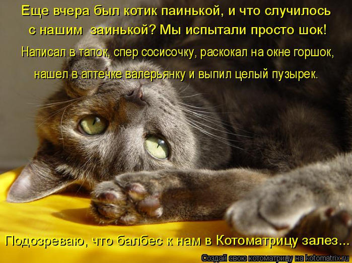 kotomatritsa_a (700x524, 427Kb)