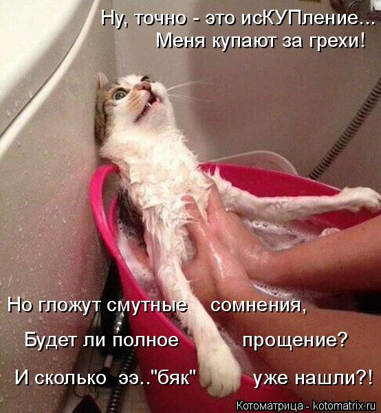 kotomatritsa_OS (554x600, 245Kb)