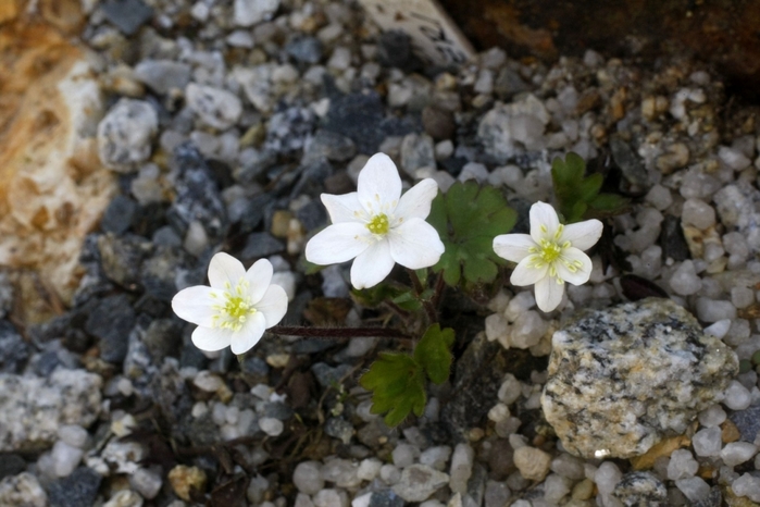 4920201_Hepatica_falconeri_TOM_9829 (700x466, 228Kb)