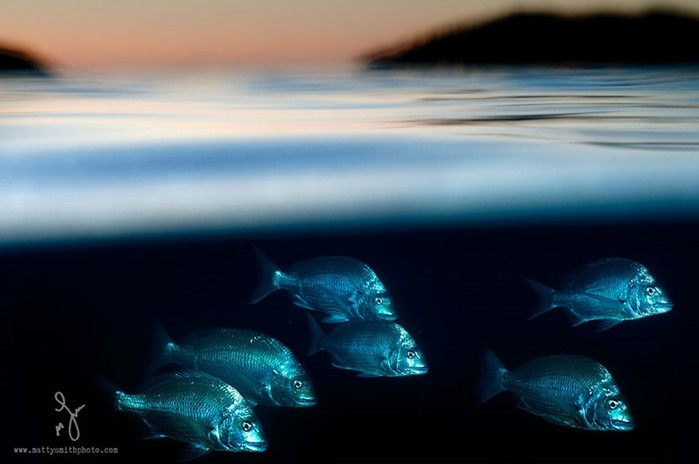 Тайны подводного мира: фотограф показал, что скрывает океан