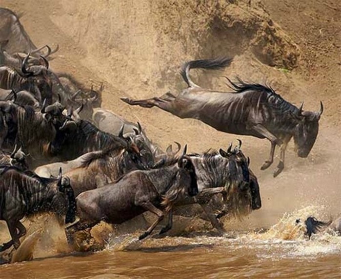 Миграция диких животных: фотографии журнала National Geographic
