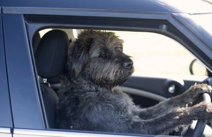 Как в Новой Зеландии открыли школу вождения для собак