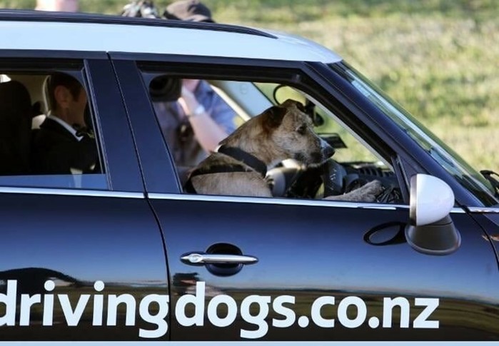 Как в Новой Зеландии открыли школу вождения для собак