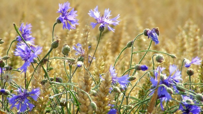 Wheat-field-blue-flowers-cornflowers-summer_2560x1440 (700x393, 122Kb)