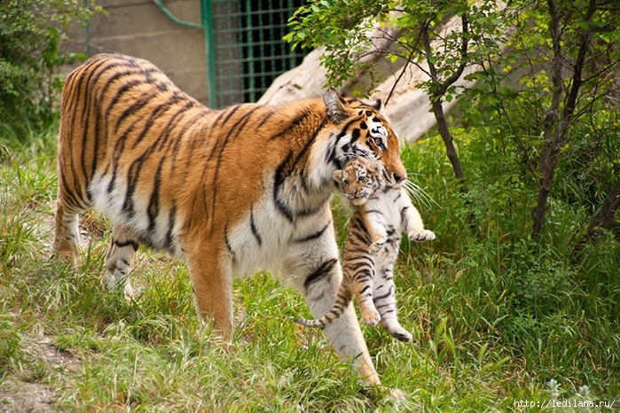 3925311_Safaripark_v_Gelendjike (700x466, 355Kb)