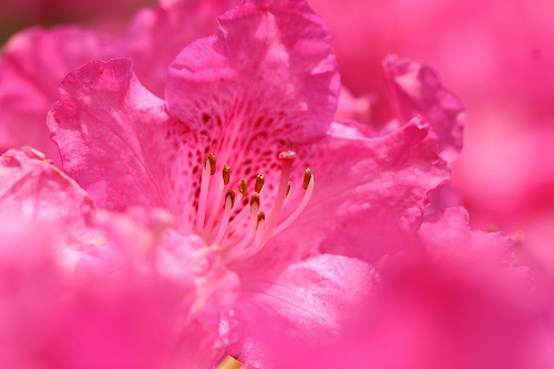 japanese flowers 20 (500x333, 132Kb)