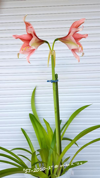 20190224_214835 (393x700, 107Kb)