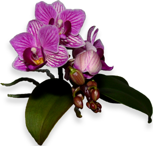Орхидея (300x286, 110Kb) art by Pogrebnoj-Alexandroff