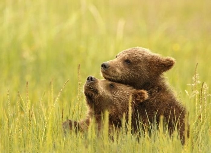 Лучшие фото животных по версии National Geographic