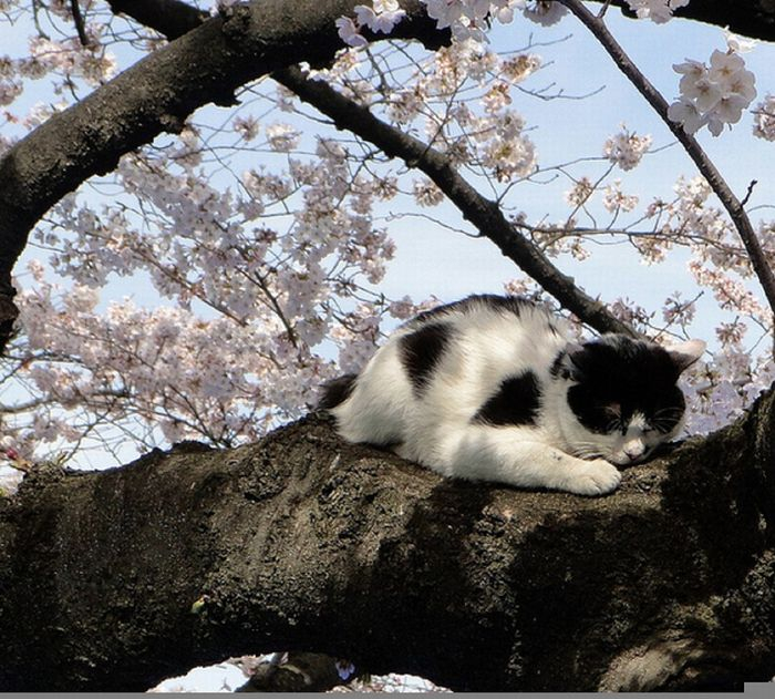 cherry_blossom_tree_cats_01 (700x631, 361Kb)