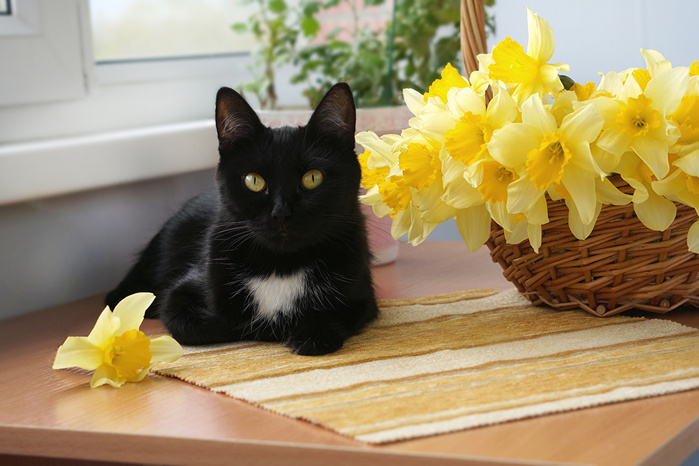 Daffodils_Cats_Black_543917_1280x853 (700x466, 145Kb)