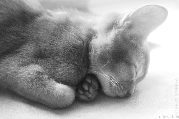 cats_02 (600x400, 88Kb)