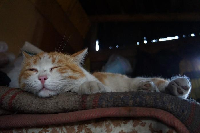 dsc01636 (700x465, 128Kb)