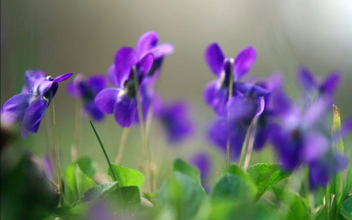 Nature_Flowers_Violets_032942_ (700x437, 283Kb)