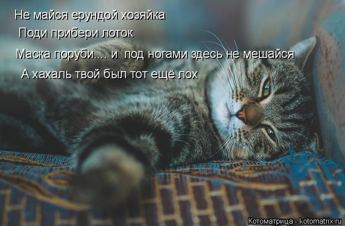 kotomatritsa_0Q (700x459, 294Kb)