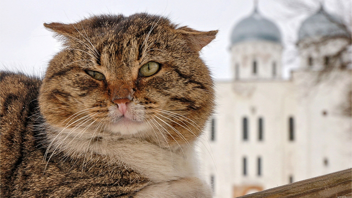 wallpapers-animal-027 (700x393, 351Kb)