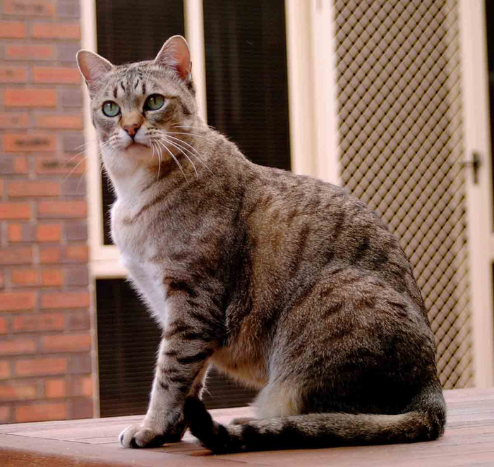 avstraliiskaya-koshka-foto-1 (700x662, 431Kb)