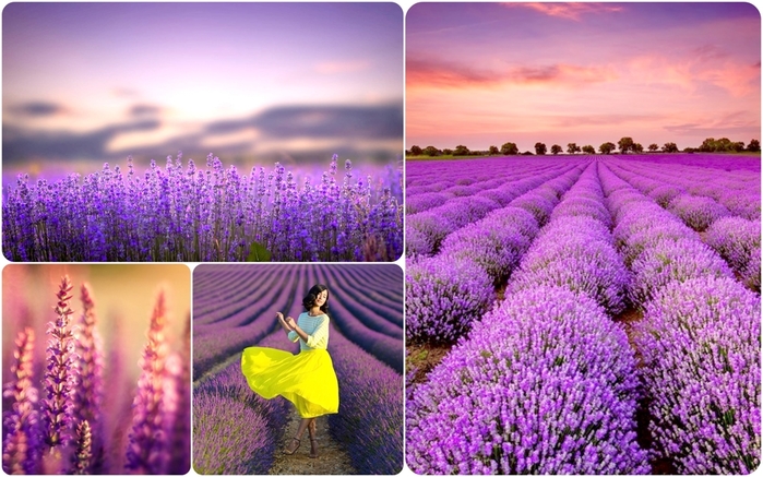 lavender_valley (700x437, 276Kb)
