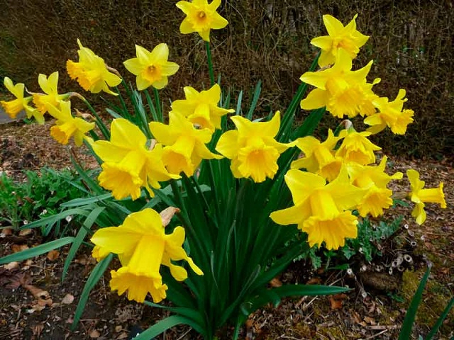 5c01e7dcd92ea5c01e7dcd9327 (640x480, 382Kb)