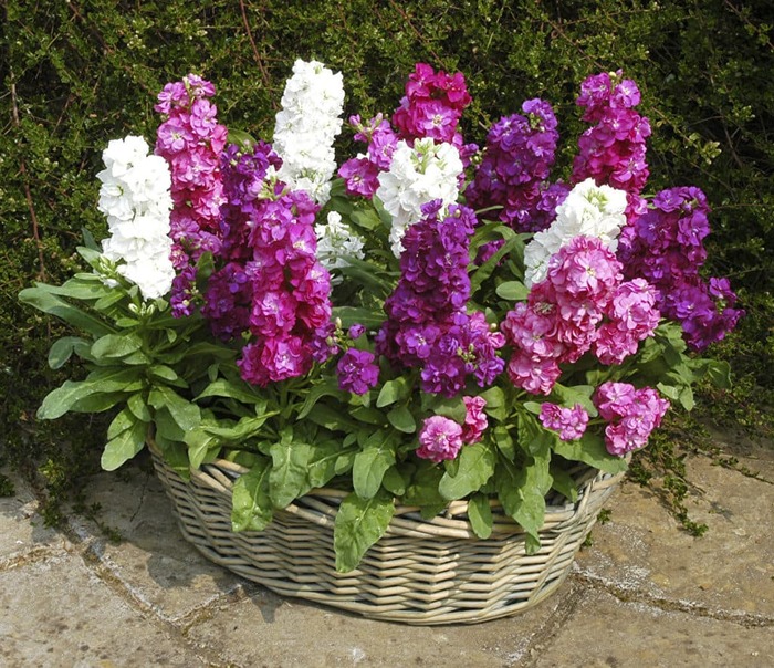 3085196_Matthiola_Wicker_basket_531223_1186x10241024x884 (700x604, 200Kb)