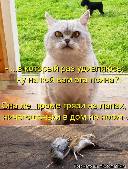kotomatritsa_h (500x658, 358Kb)