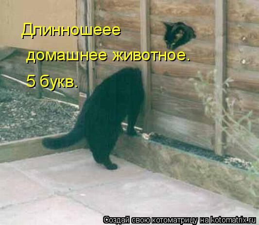 kotomatritsa_V4 (533x463, 155Kb)