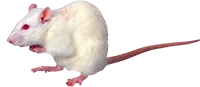 tum (200x87, 26Kb)
