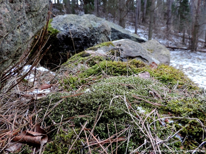 DSCN3923.jpg-00 (700x525, 452Kb)