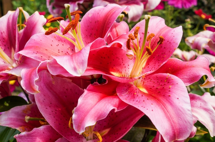 3085196_Lilies_Closeup_Pink_500344 (700x464, 273Kb)