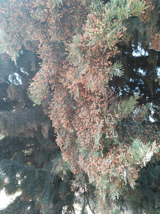 IMG_20190320_160442 (525x700, 601Kb)