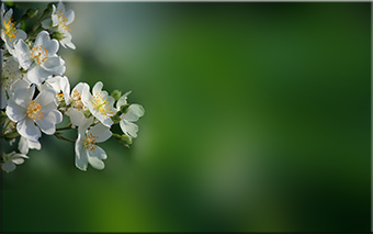 11 (340x213, 61Kb)