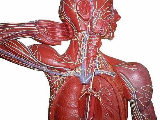 3509984_content_the_lymphatic_system_is_an_art (550x412, 50Kb)