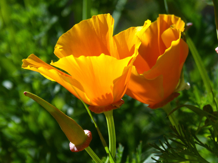 plant-flower-petal-tulip-botany-yellow-flora-macro-photography-flowering-plant-yellow-poppy-california-poppy-eschscholzia-californica-schscholzia-californica-land-plant-631213 (700x525, 419Kb)