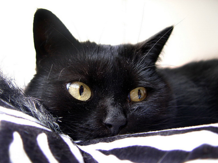 cats-purr_3 (700x525, 308Kb)