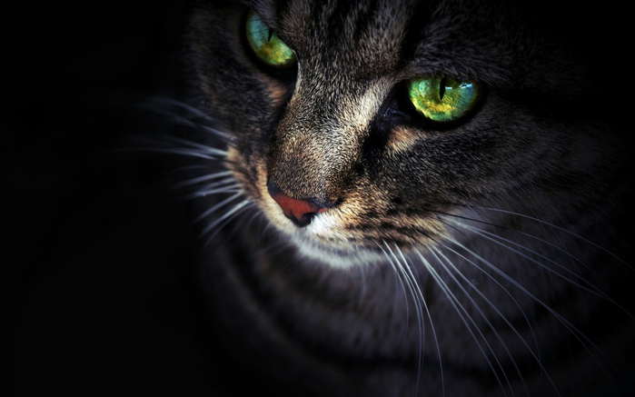 0943b40c41aa84e885c5a669ddb17024 (700x437, 199Kb)