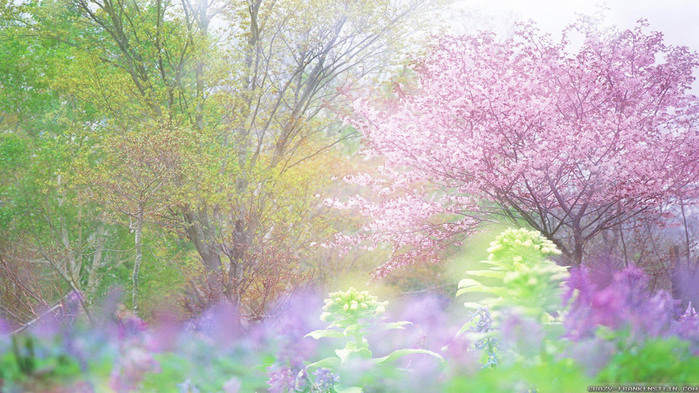 pink-cherry-herbs-spring-nature-wallpapers-2560x1440 (700x393, 147Kb)