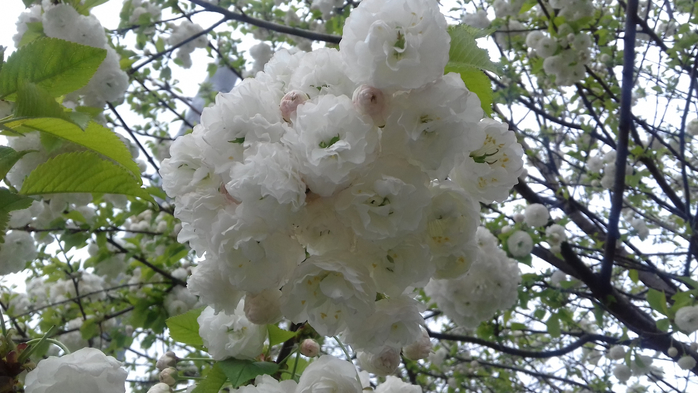 20190420_155024 (700x393, 331Kb)
