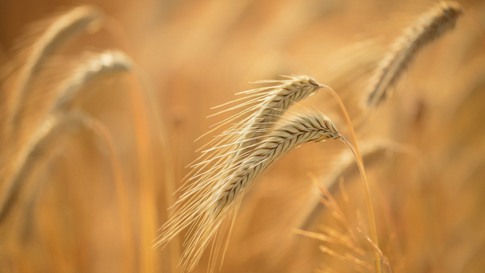pole-kolosya-makro-leto (700x393, 227Kb)