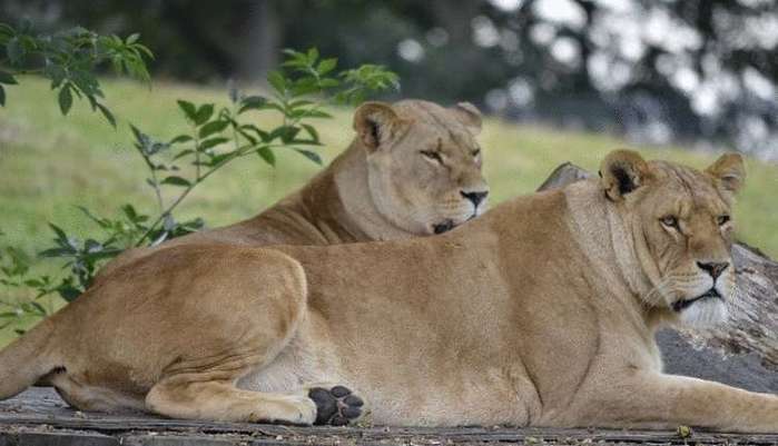  Трогательная встреча 2 львов и их спасительницы