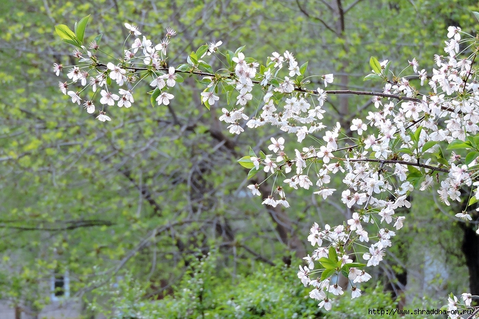 04 апрель, весна в Воронеже (64) (700x466, 348Kb)