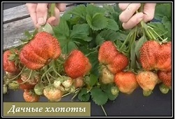 6009459_ce7ad2c74ec0b6412d9d94d3db331deb (258x171, 24Kb)