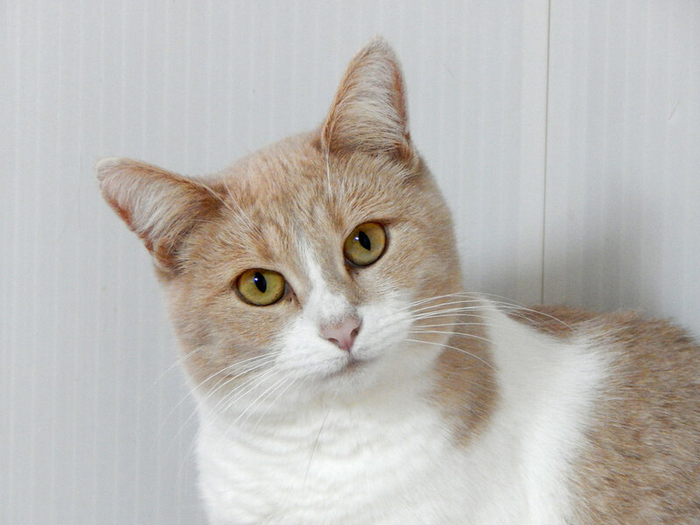 DSCN2794 (700x525, 312Kb)