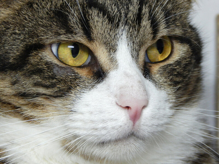 DSCN4567 (700x525, 445Kb)