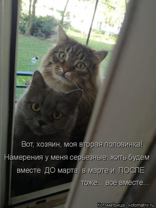 4208855_1556890741_kotomatricy14 (500x668, 51Kb)
