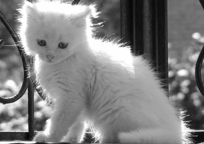 image (700x494, 44Kb)