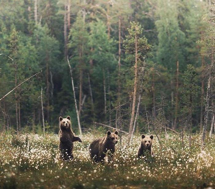 где шишкин фотограф Конста Пункка (Konsta Punkka) из Финляндии (700x614, 88Kb)
