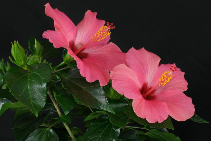 Hibiscus-rosa-sinensis (700x466, 262Kb)